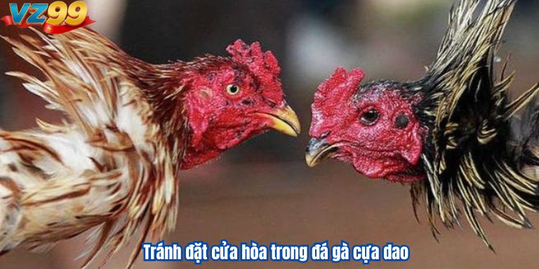 Đá Gà Cựa Dao Tại VZ99: Thiên Đường Cho Người Chơi Tránh đặt cửa hòa trong đá gà cựa dao